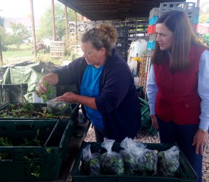 Senator Lisa Baker looks on as Belle Boice of Noxen Township bags lettuce at Fertile Grounds CSA in Noxen.